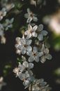 White Flowers in Tilt Shift Lens