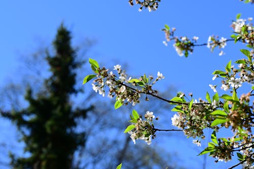 Free stock photo of beauty nature, blossoms, blue sky Stock Photo