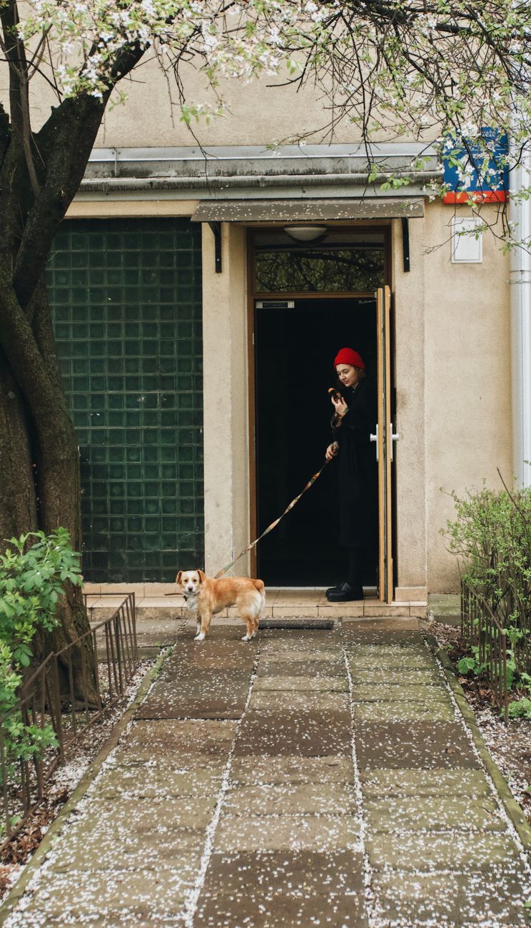 Dog on a leash waiting calmly at a home doorway before an appointment