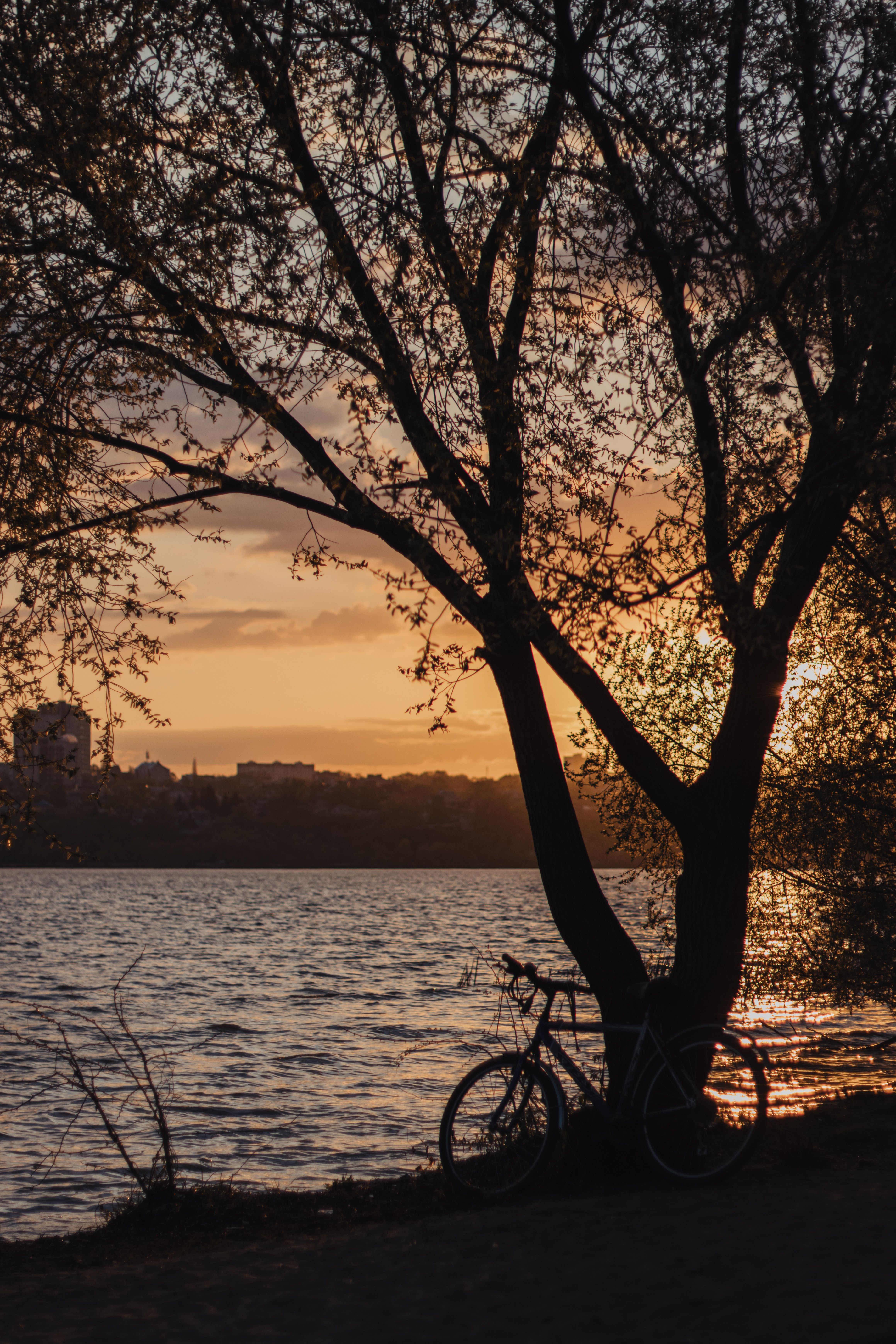 Silhouette of Tree Beside the River During Sunset · Free Stock Photo