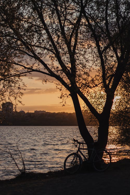 Silhouette of Tree Beside the River During Sunset