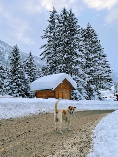 Brown and White Dog on Dirt Road