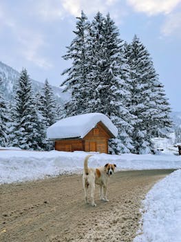 A snowy winter scene featuring a cabin and dog on a dirt road in Rize, Turkey.