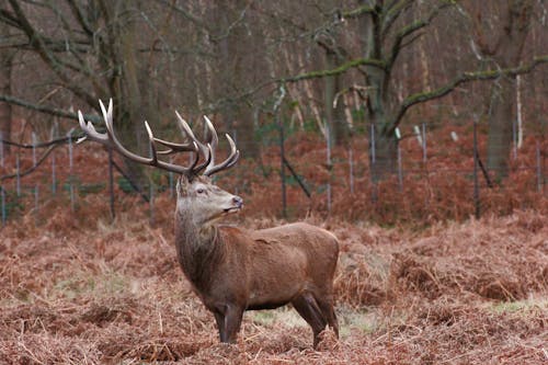 Immagine gratuita di alberi, animale, cervo