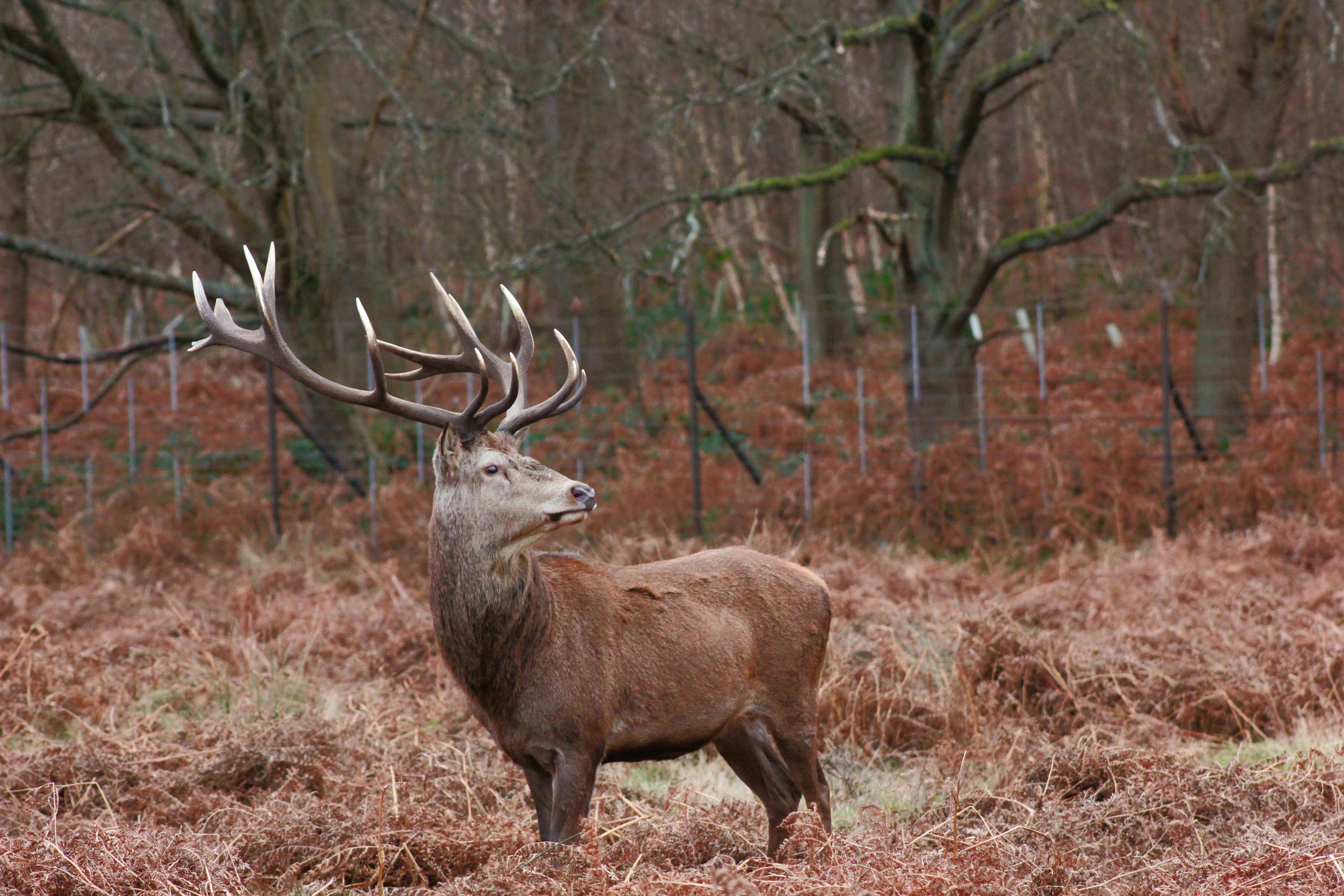 White And Brown Deer · Free Stock Photo