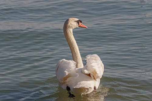 White Swan on Lake Water