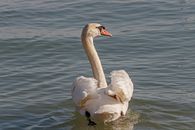 White Swan on Water