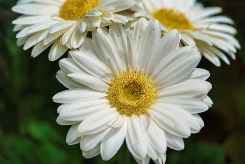 Free Beautiful close-up of white Barberton daisies showcasing their intricate petals in natural light. Stock Photo