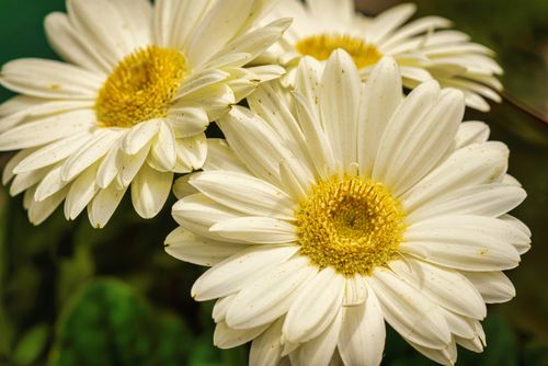 Free Vibrant close-up of blooming Barberton daisies showcasing their delicate petals and bright centers. Stock Photo