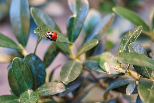 Ücretsiz böcek, böcek fotoğrafçılığı, yeşil yapraklar içeren Ücretsiz stok fotoğraf Stok Fotoğraflar