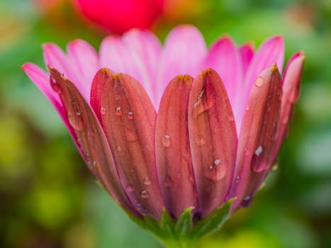 Macro shot of a pink flower with water droplets, highlighting vibrant colors and nature's beauty.