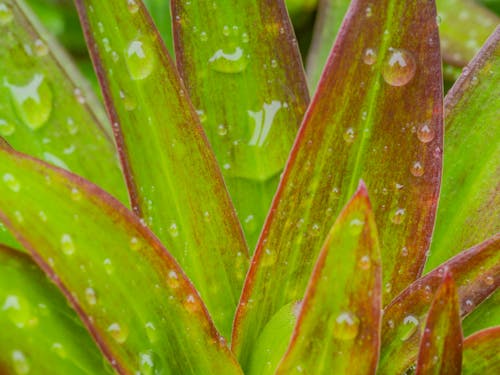 Foto d'estoc gratuïta de fotografia de planta, fulles verdes, gotetes d'aigua