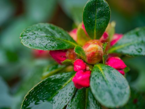 Free Vibrant pink flower buds with fresh water droplets on green leaves, close-up view. Stock Photo