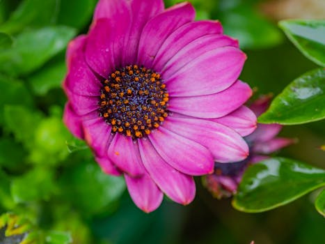Close-up photo of a vibrant pink African daisy in full bloom with visible pollen.