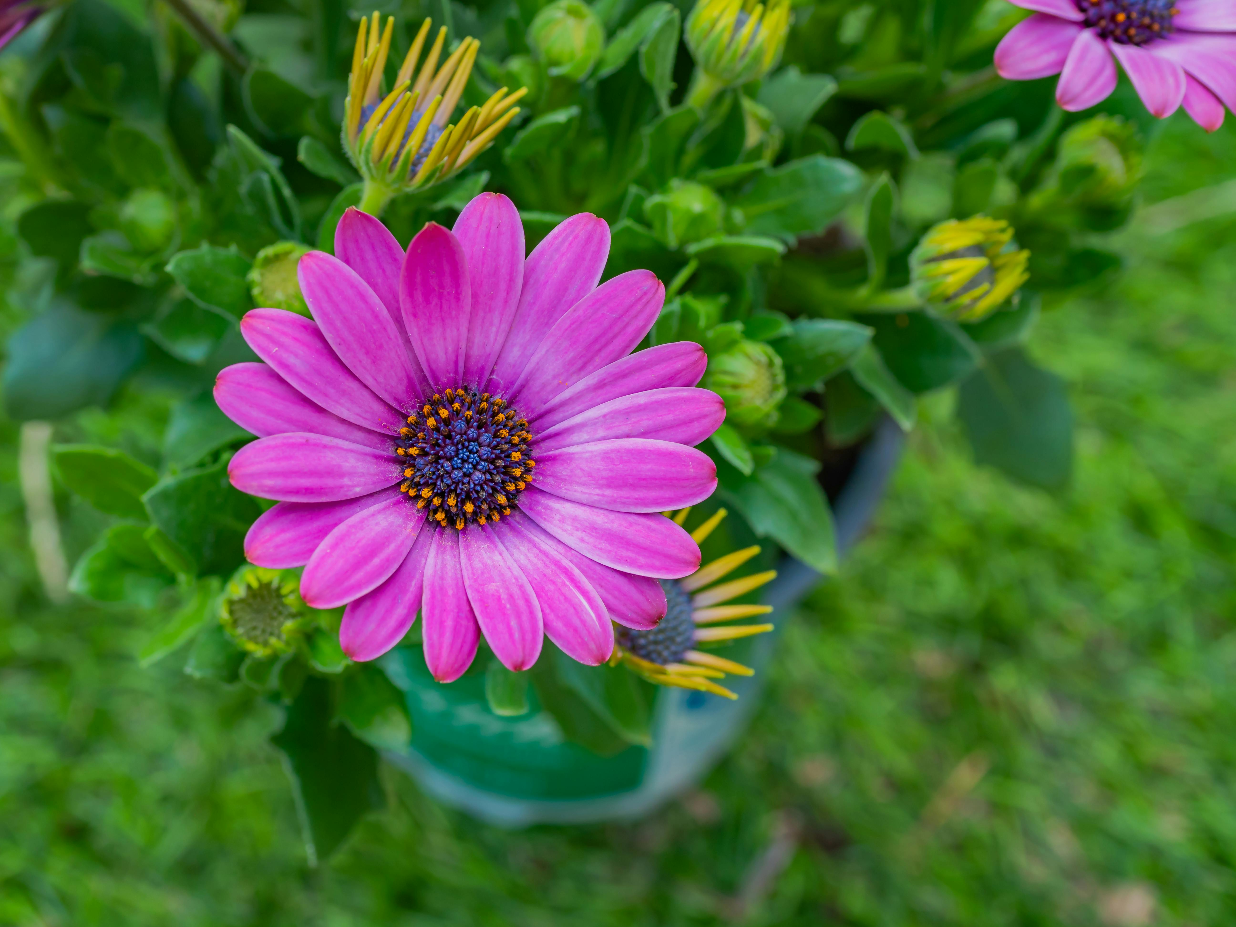 1,922+ Best Free Daisys Stock Photos & Images · 100% Royalty-Free HD
