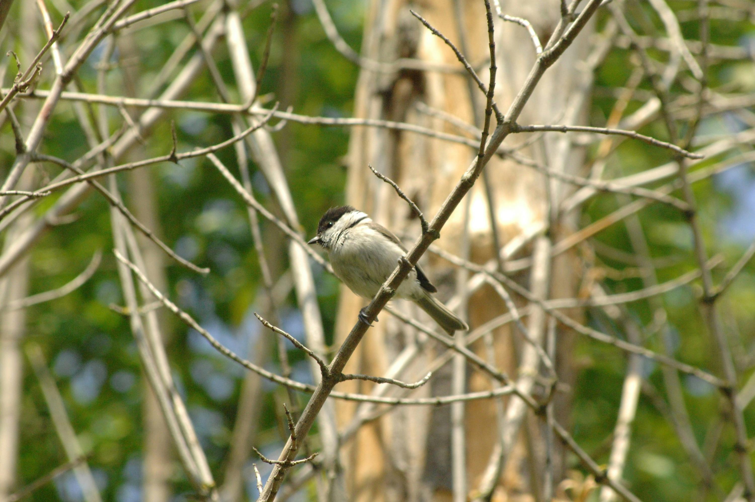 Free stock photo of #bird, #Tree, bird