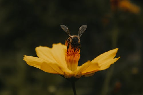 免费 授粉, 特写, 蜜蜂 的 免费素材图片 素材图片