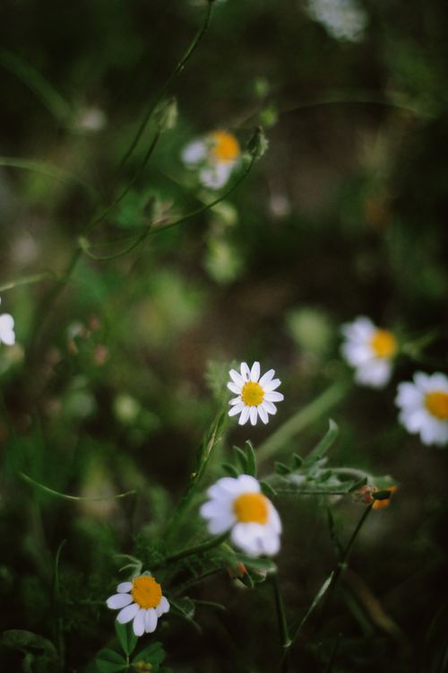 Free A detailed look at blooming chamomile flowers with white petals and yellow centers, set in a natural green background. Stock Photo