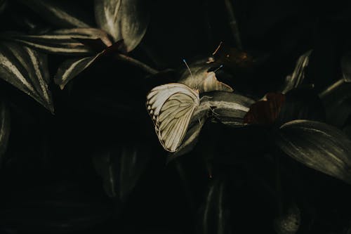 ฟรี คลังภาพถ่ายฟรี ของ ascia, การถ่ายภาพแมลง, ผีเสื้อ คลังภาพถ่าย