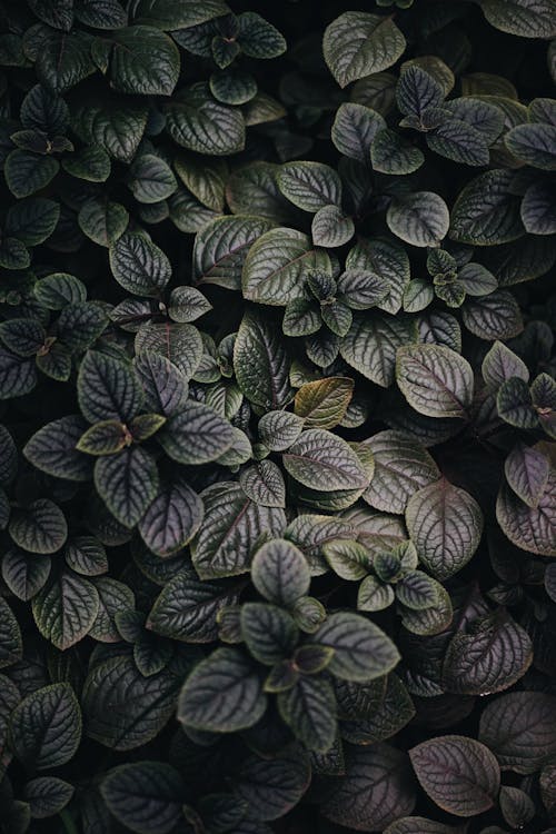 Free Green and Black Leaves Plant Stock Photo