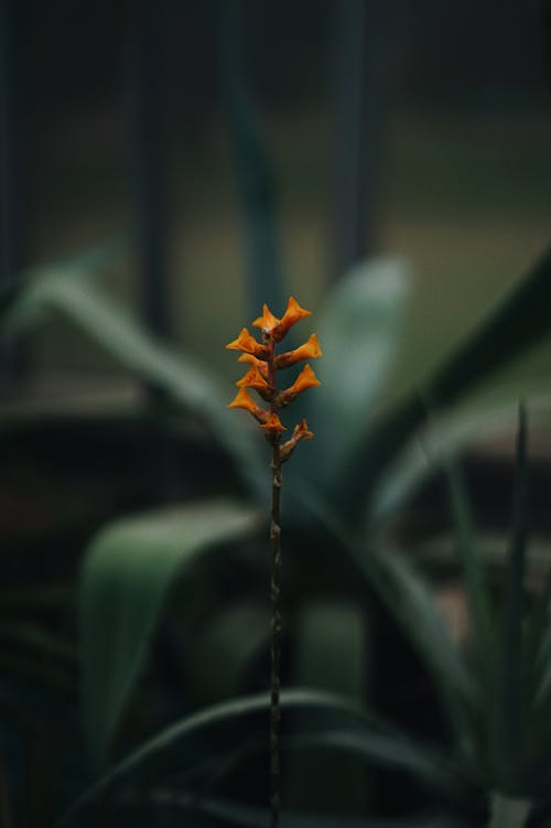 Free Orange Flower in Tilt Shift Lens Stock Photo