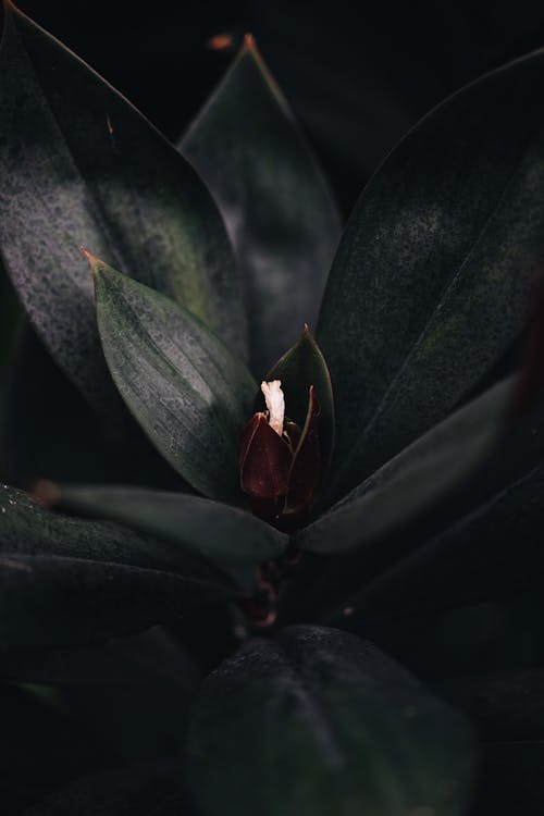 Free Red Flower Bud in Close Up Photography Stock Photo