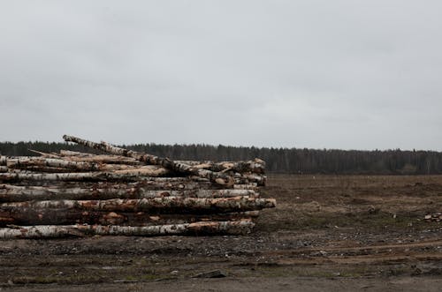 Foto d'estoc gratuïta de natura