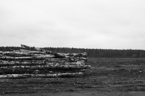 Foto d'estoc gratuïta de natura