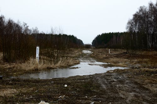 Foto d'estoc gratuïta de natura