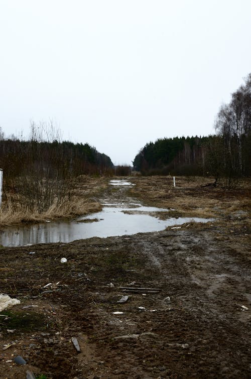 Foto d'estoc gratuïta de natura