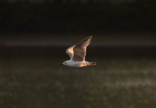 Free Captivating image of a seagull calmly gliding over water during daylight at O Seixo, Spain. Stock Photo