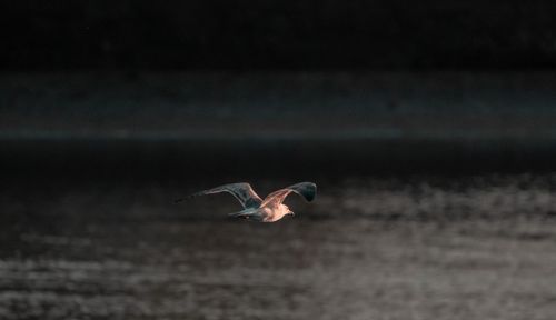 Free A serene image of a seagull flying over the tranquil waters of O Seixo, Spain. Stock Photo