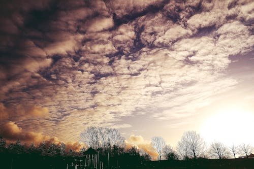 무료 흰 구름 아래 나무의 사진 스톡 사진