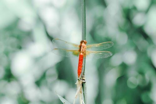 Dragonfly Perched on a Stem