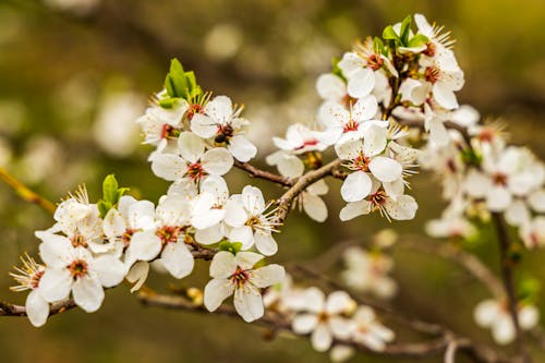 Ingyenes stockfotó botanikus, cseresznyevirágok, japáncseresznye témában Stockfotó
