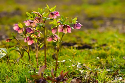 Free Hellebore in the Meadow Stock Photo