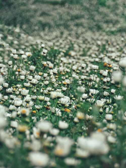Free A lush field of blooming wildflowers creates a vibrant floral carpet. Perfect nature background. Stock Photo