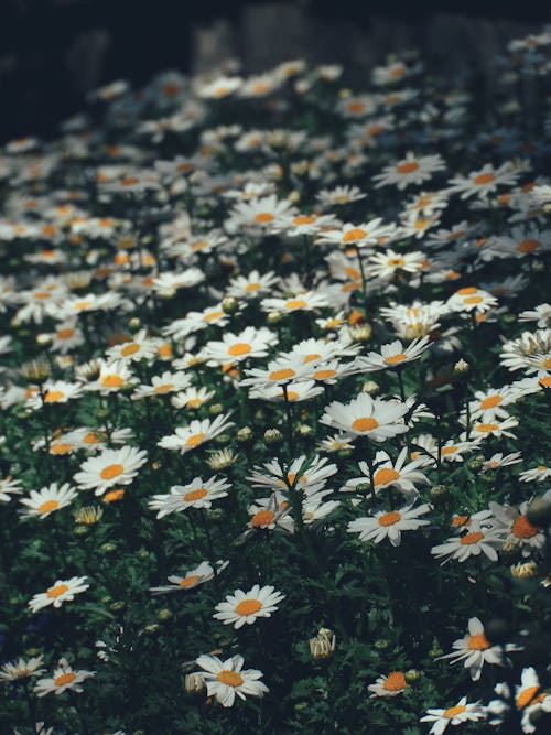 Základová fotografie zdarma na téma flóra, jemný, květiny