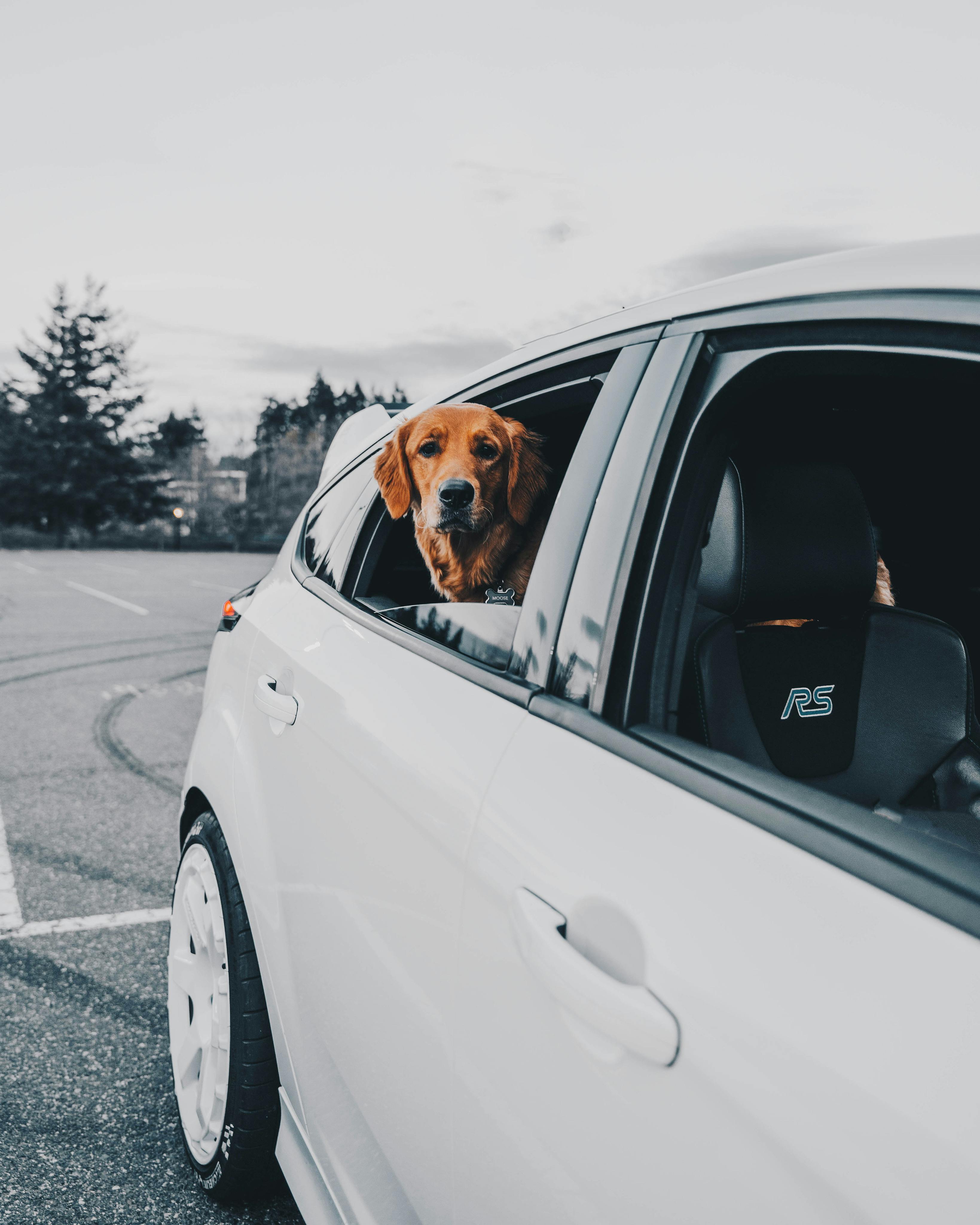 Happy pet in car ready for travel
