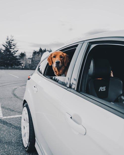 A Brown Short Coated Dog inside the White Car