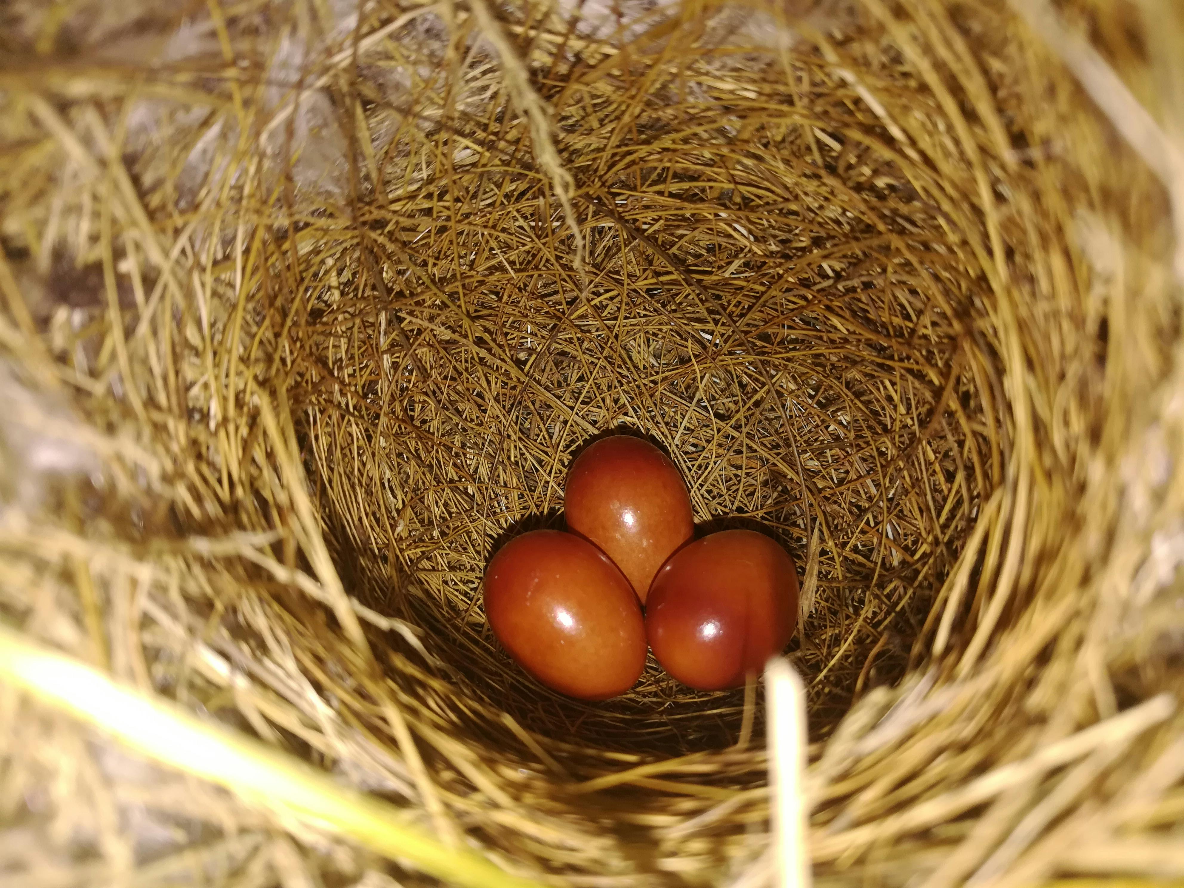 Free stock photo of bird house, bird nest, egg