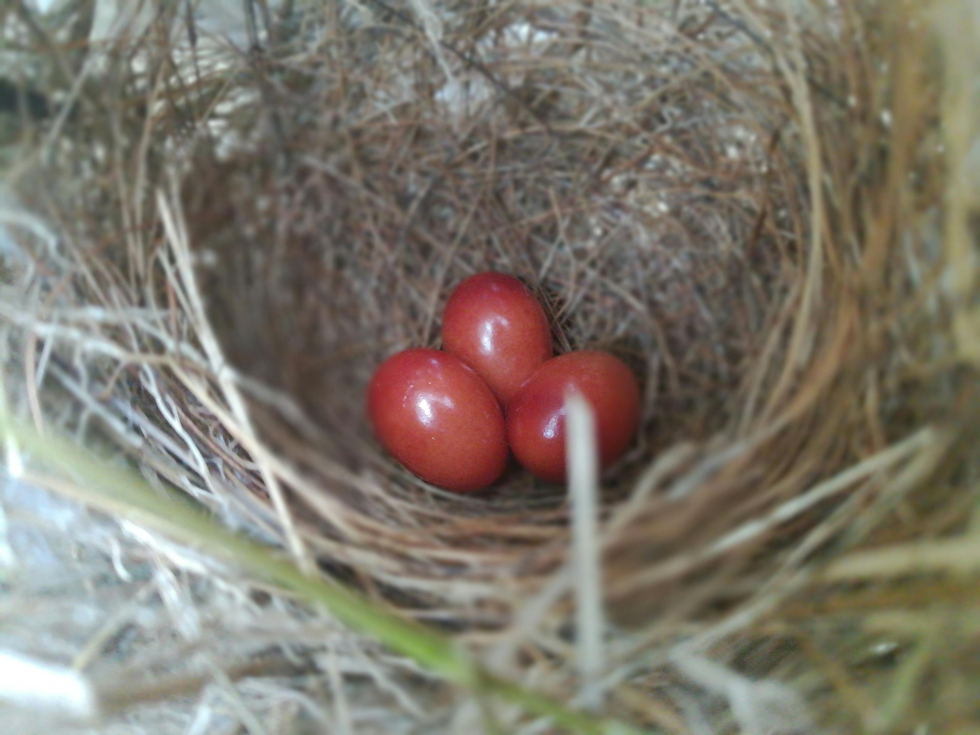 Free stock photo of bird nest, egg, nest