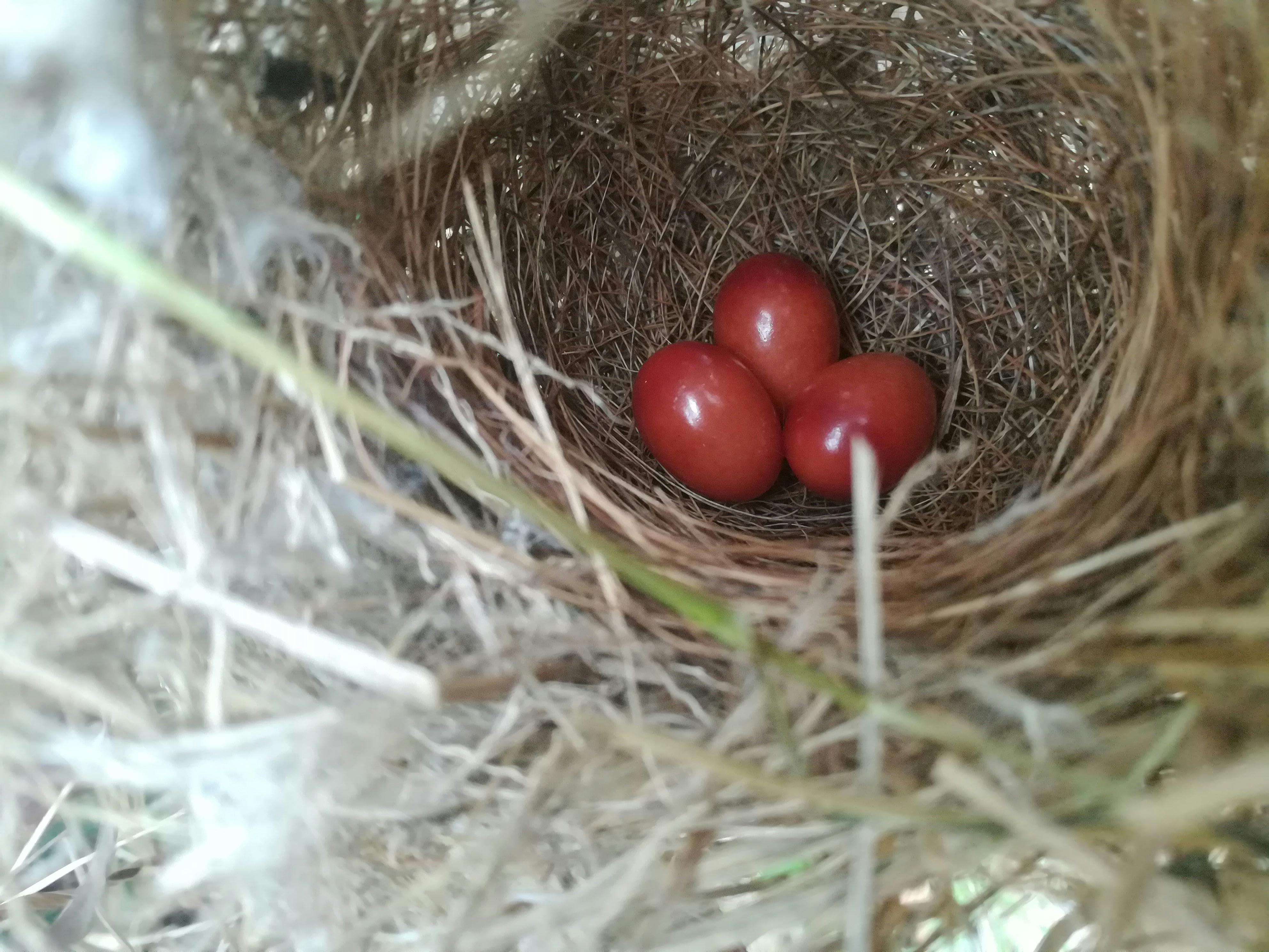 Free stock photo of bird egg, bird house, bird nest