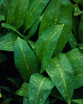 Vibrant green leaves covered in fresh dew droplets, showcasing the beauty of nature.