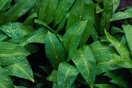 Wet Green Leaves of a Plant
