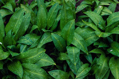 Water Droplets on Green Leaves