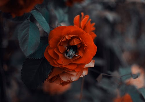 붉은 꽃 초점 사진