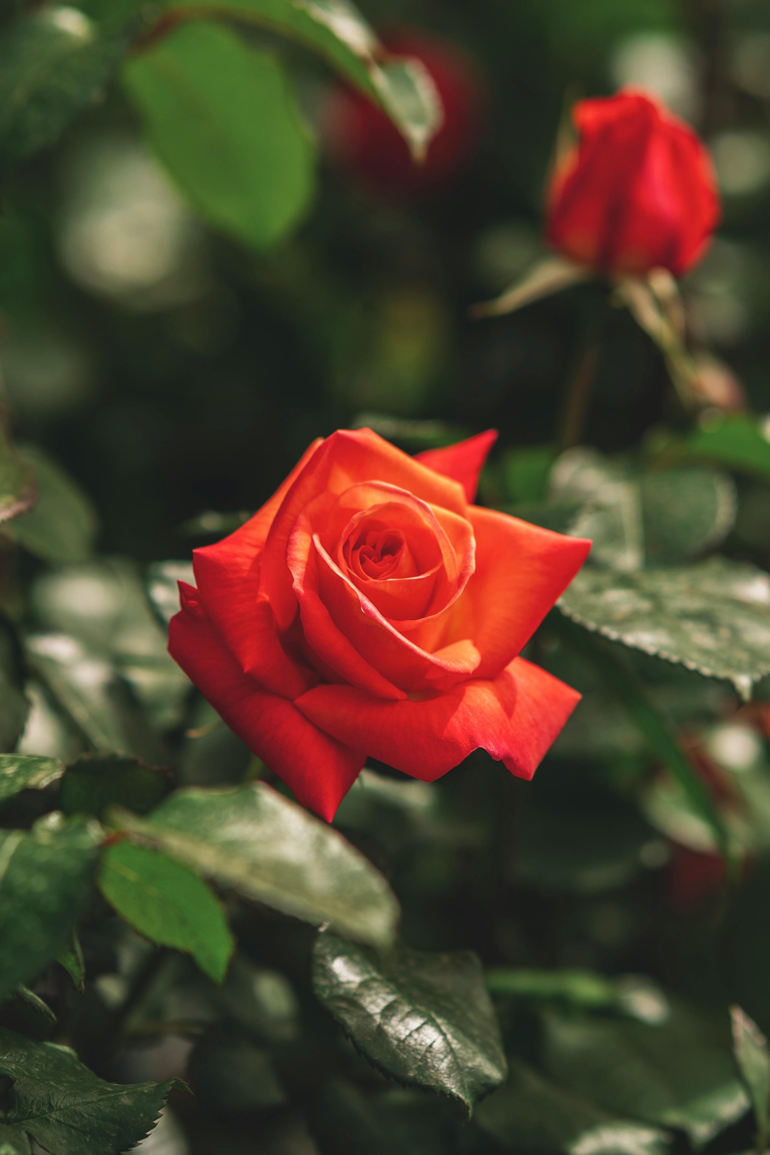 White Flowers in Bloom · Free Stock Photo