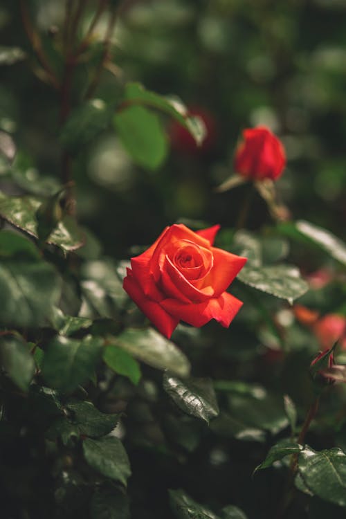 Close Up Photo of Red Rose