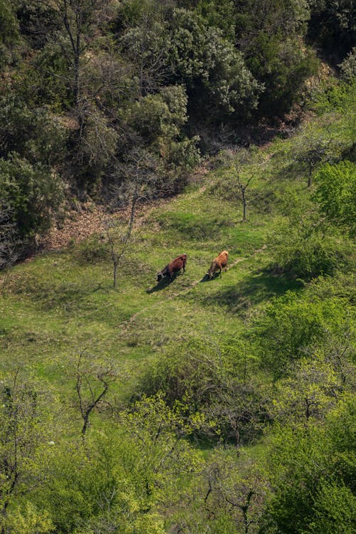 Foto stok gratis binatang peternakan, fotografi drone, pohon